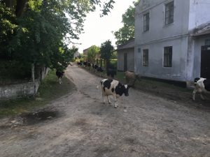 Kuhherde kommt nach Hause